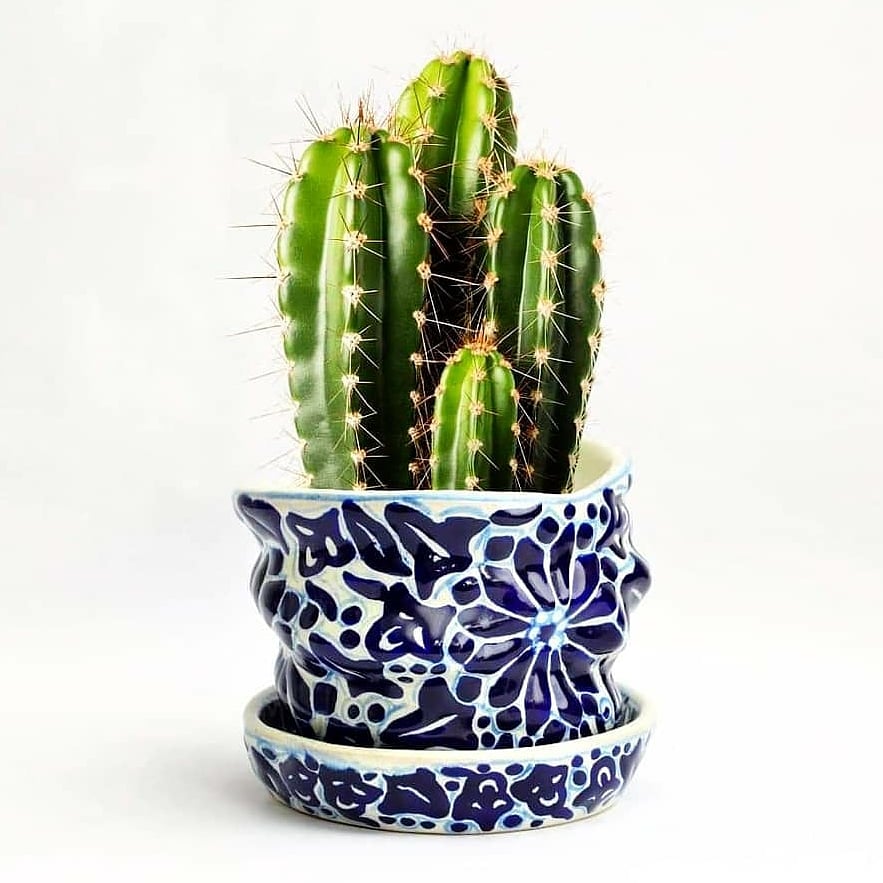 #plantstagram #plantstrong #plantsmakepeoplehappy #plants #plantsplantsplants #plantsofinstagram #gardeninghome92 #follow4followback #followｍe #follow4like #followers #followfollow #following #followforfollowback #follower  #leaves🍁 #homedecor #fbf
bit.ly/3lmQmGD