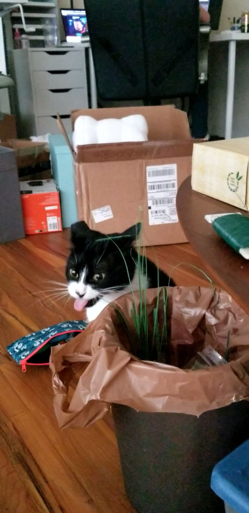 Cat eats clearance cardboard