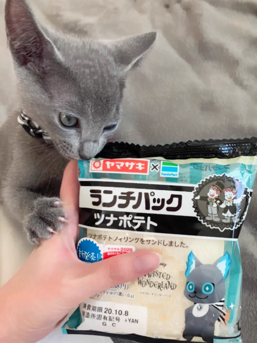 グリムのランチパックを見せたら？リアルグリムが我が物顔でやってきた！ｗｗ