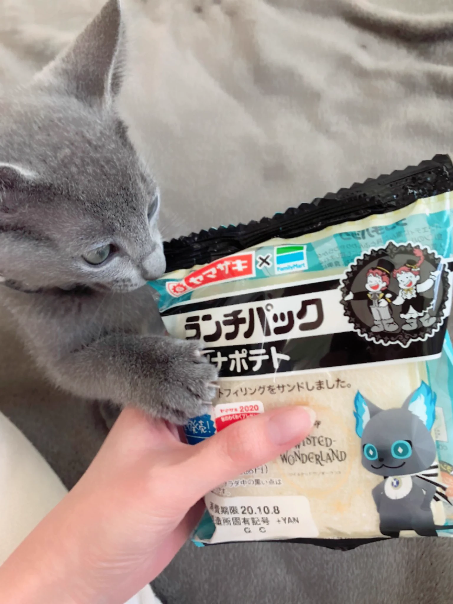 グリムのランチパックを見せたら？リアルグリムが我が物顔でやってきた！ｗｗ