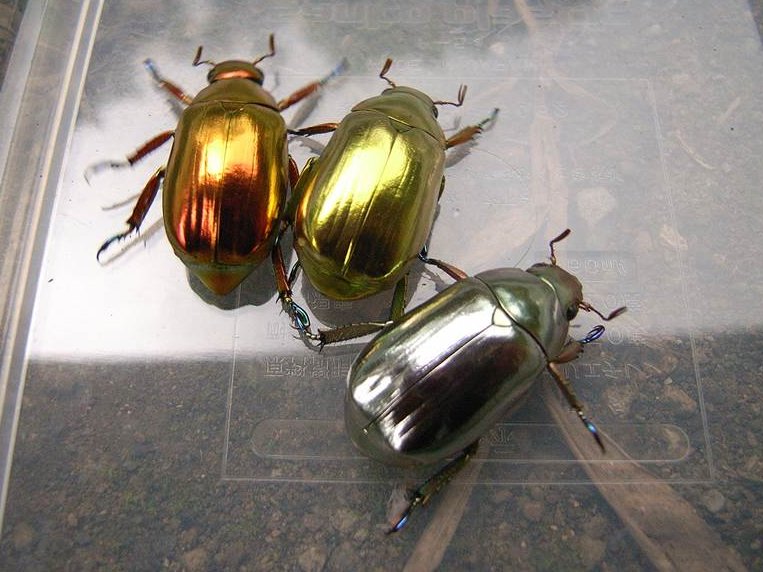 プラチナコガネの生体を使った行動や食性に関する実験、 カラー