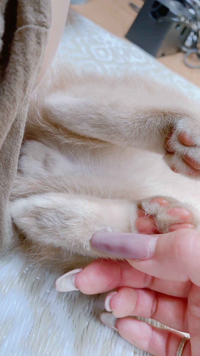 猫カビ