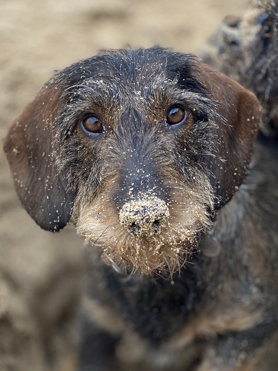 Percy_hound's tweet photo. Percy enjoying the beach! https://t.co/VQ0XwRtdmG
