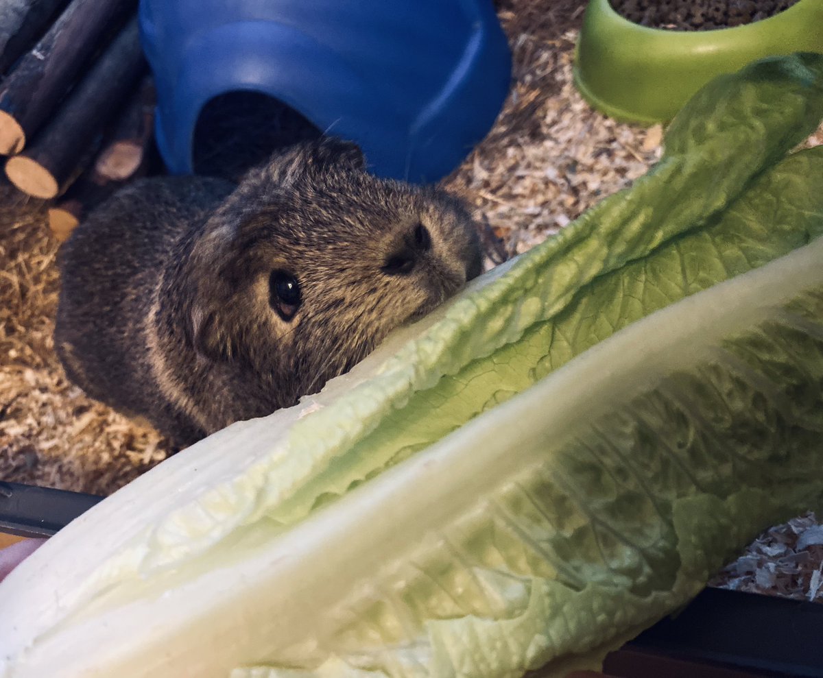 SJPweb's tweet image. Thank you @Tesco for introducing romaine hearts to my local express store in #Armley. Mr Piggy is especially excited. He loves eating food that’s bigger than he is.