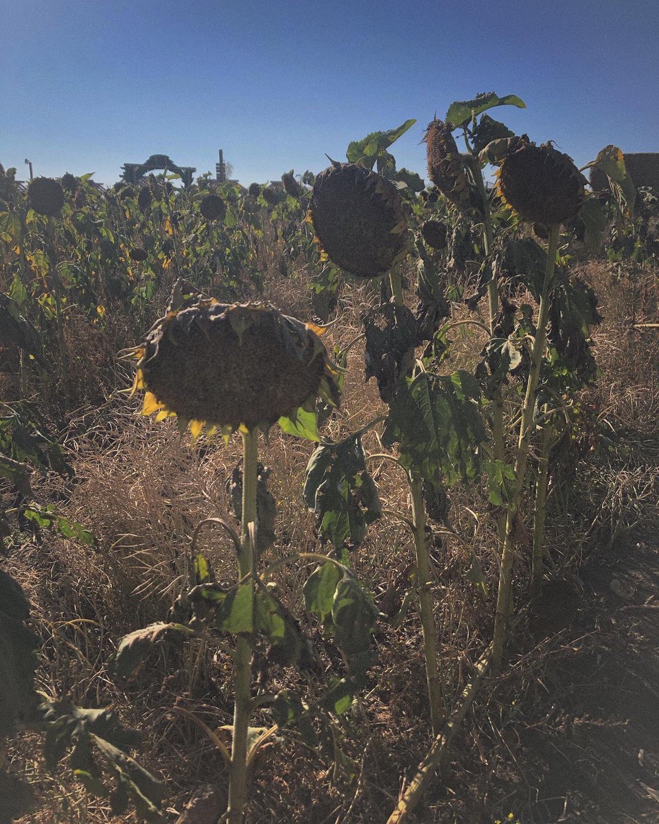 ℭ𝔥𝔢𝔩𝔰𝔢𝔞 𝔚𝔶𝔱𝔢 tweet media