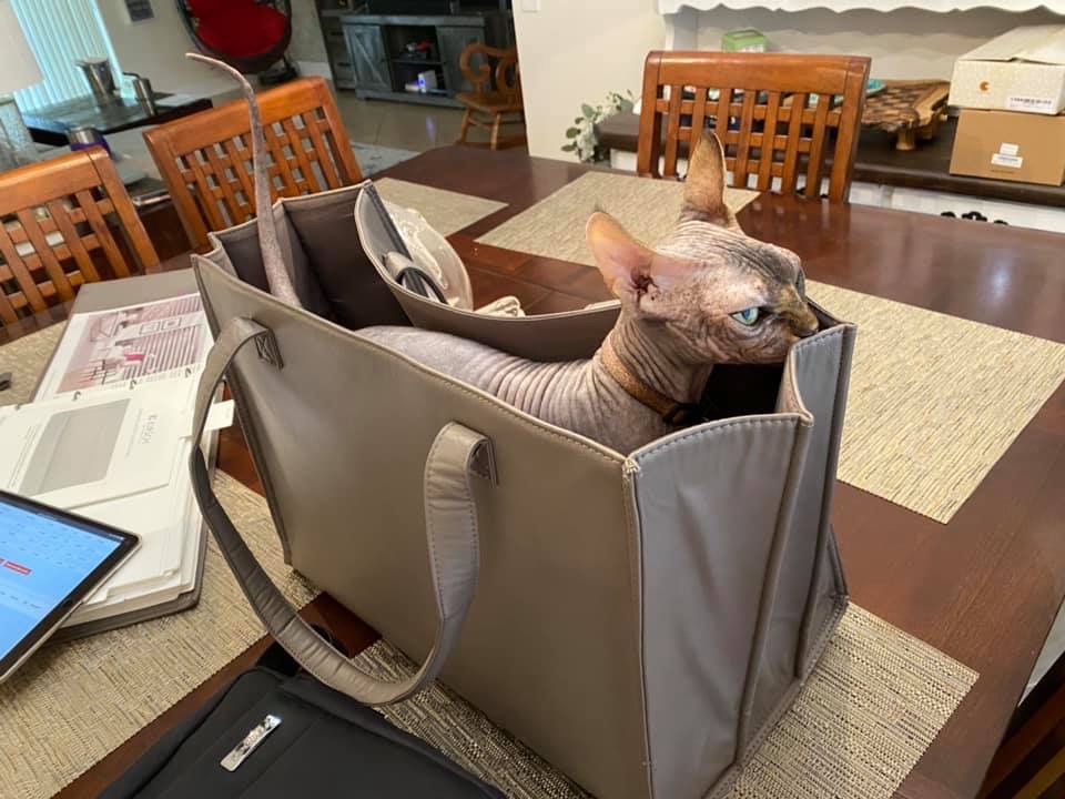 #catslovekirsch <a href="/kirsch/">Kirsch</a>