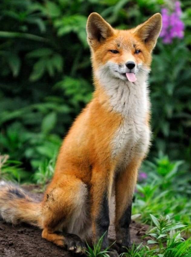 cktCCFCPUSB's tweet image. #TongueOutTuesday 
#BanHuntingWithDogs #BackTheBan #SaveOurWildlife 
❤🦊❤🦊❤🦊❤🦊