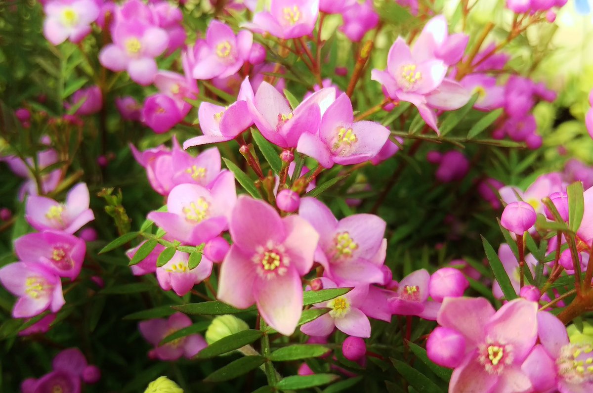 花 許しとは 踏みにじられたスミレの花が 自分を踏みにじったかかとに放つ 芳香 である マーク トウェイン 19 世紀米国の小説家 1 5 1 910年 今日の誕生花 ボロニア 花言葉 芳香 4時 ボロニア ﾅｴ T Co