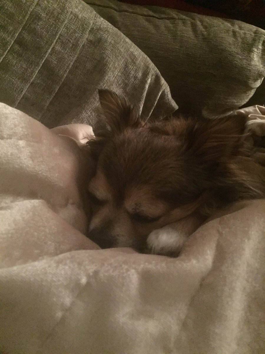 HarrynPogue's tweet photo. @NormanTheCairn @Ellie12_fml @jennystape Look at dis lil fase! I iz bin set up #innosentfase #finalproof https://t.co/yxxc8ktSgf