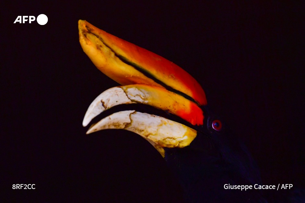 AFP Mideast & North Africa tweet media