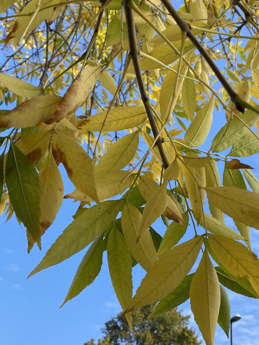 yasmine_oozeear's tweet photo. Good morning beautiful #beings π
May you #bloom through your day in your own special ways π
Within your own #gentle pace
πΏπ³ππ
#AutumnCapture
#YellowLeaves
#BeautifulChanges
#Transformationπ
#StaySafe https://t.co/UgwHAlUJgu