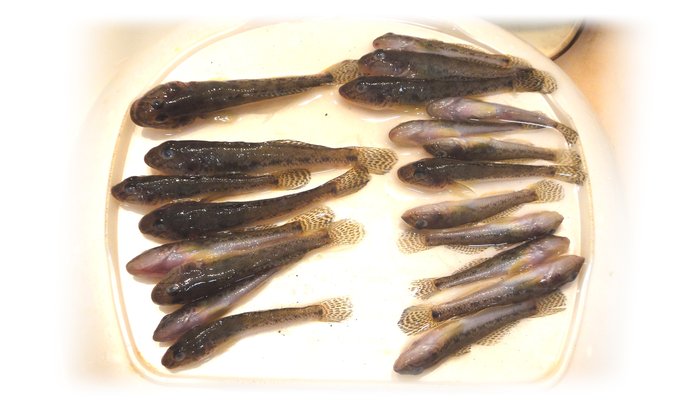 江戸川放水路左岸。
ハゼルアー釣りまだ有効なのか調査いってきました。
初場所という事では新鮮。しかし7月と比べるとなんもいない感がただよってます。こちらはウェーダーがいりますね満潮のとき狙うところが遠くてしょうがなく岸際を調査。運良くこれがヒントになりハゼがかたまってる所を発見 