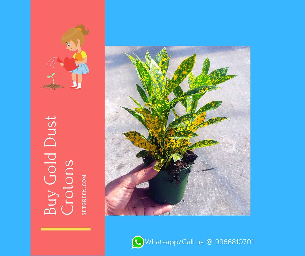setgreen242's tweet photo. Buy Gold Dust Crotons Now...
Buy all kind of #Liveplants, #Planters, #Gardenessentials @ #Setgreen. Get ur orders to dorstep in Hyderabad. #Landscaping,#Gardening,#Outdoorplants,#Comboplants,#Crotons,#Goldustcroton. Visitus@ https://t.co/huLxdzMU6V, #app https://t.co/iCxJPYFg0w https://t.co/axB9dkZ2UZ