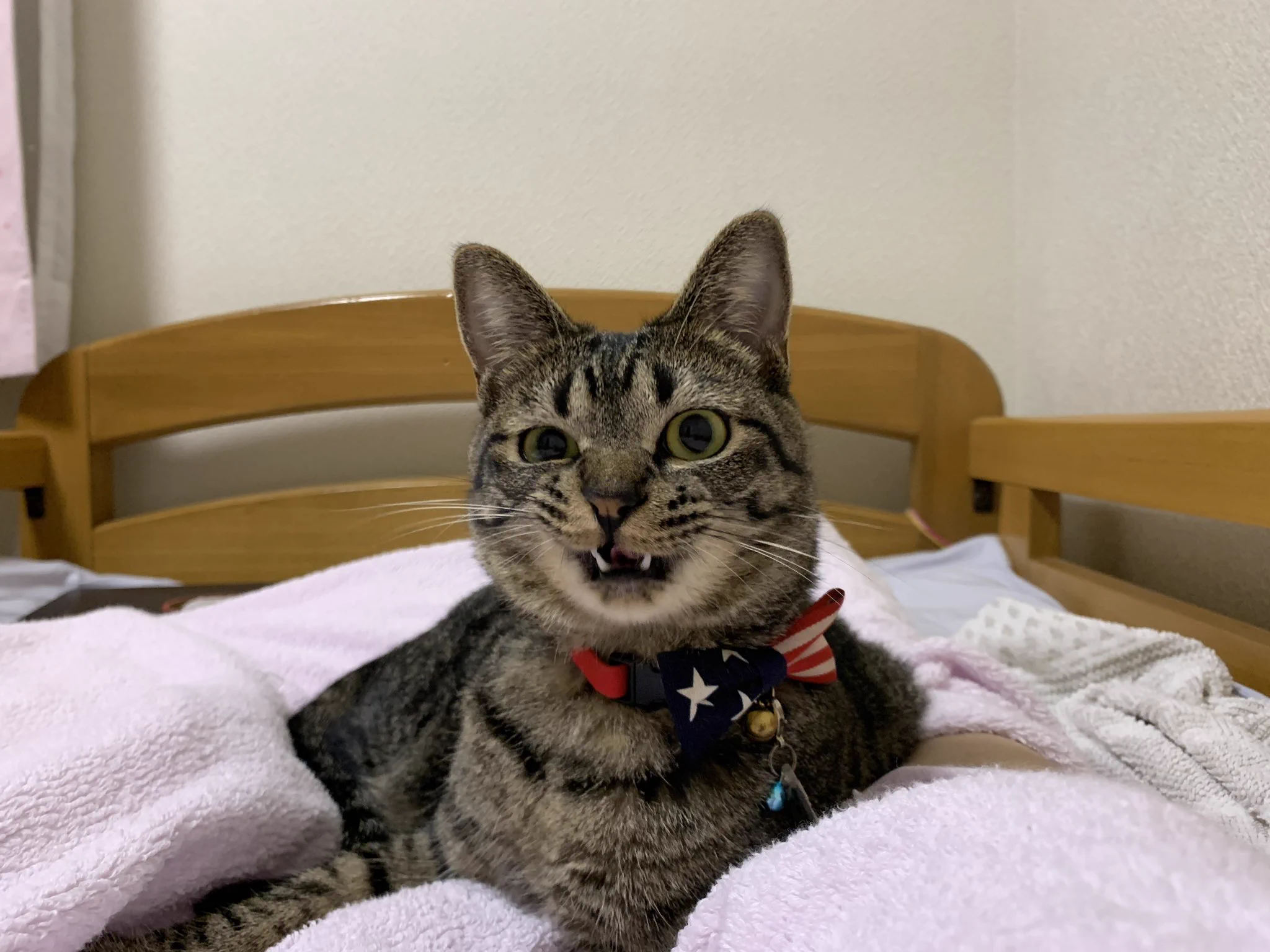 生理現象じゃん…。くしゃみをすると謝るまでずっと見てくる猫ｗｗ