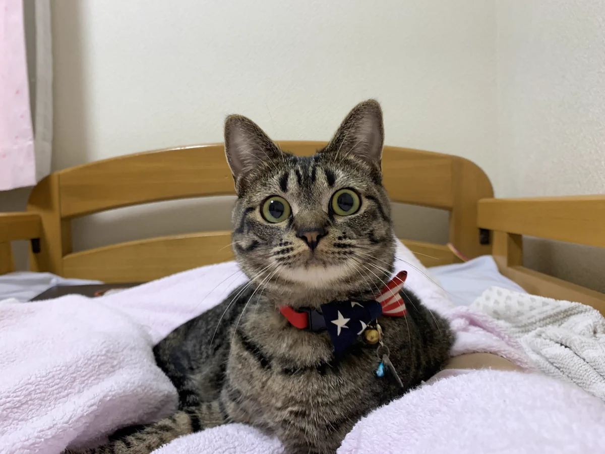 生理現象じゃん…。くしゃみをすると謝るまでずっと見てくる猫ｗｗ