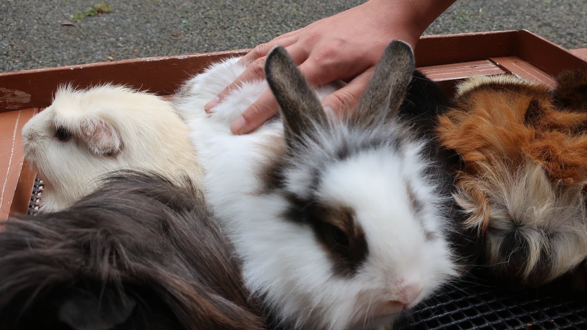 埼玉県こども動物自然公園 今日から平日のみではありますが モルモットとウサギのコンタクトが再開しました 当面の間は 最小限の接触ということで触るだけですが 毛の質感や温かさなどを感じてくださいね