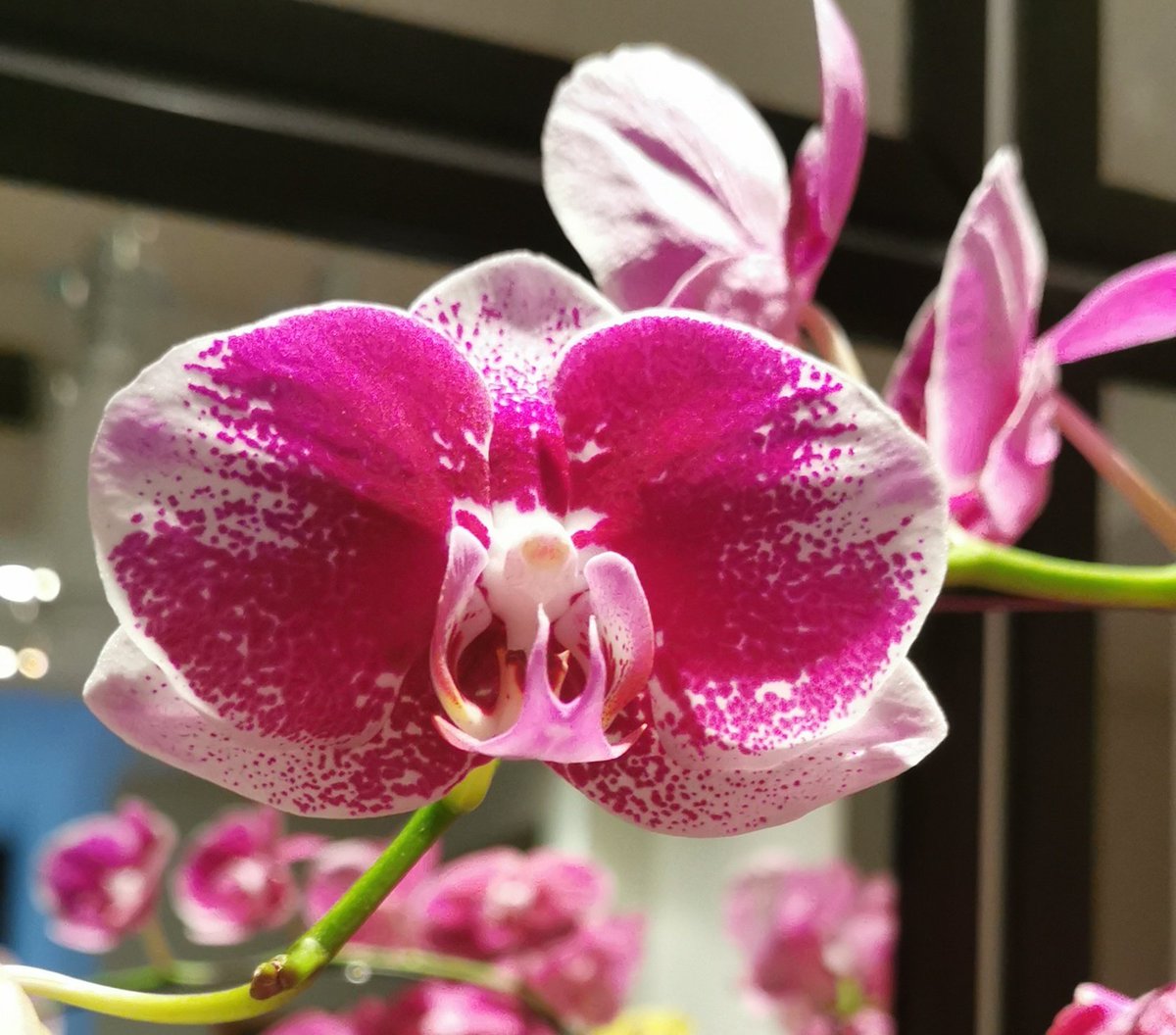 LaviniaEngel's tweet photo. In bloom indoors today... anthurium and phalaenopsis orchids.

#orchids #flowerreport #orchidcommunitychatter https://t.co/GQqmWrlJM2
