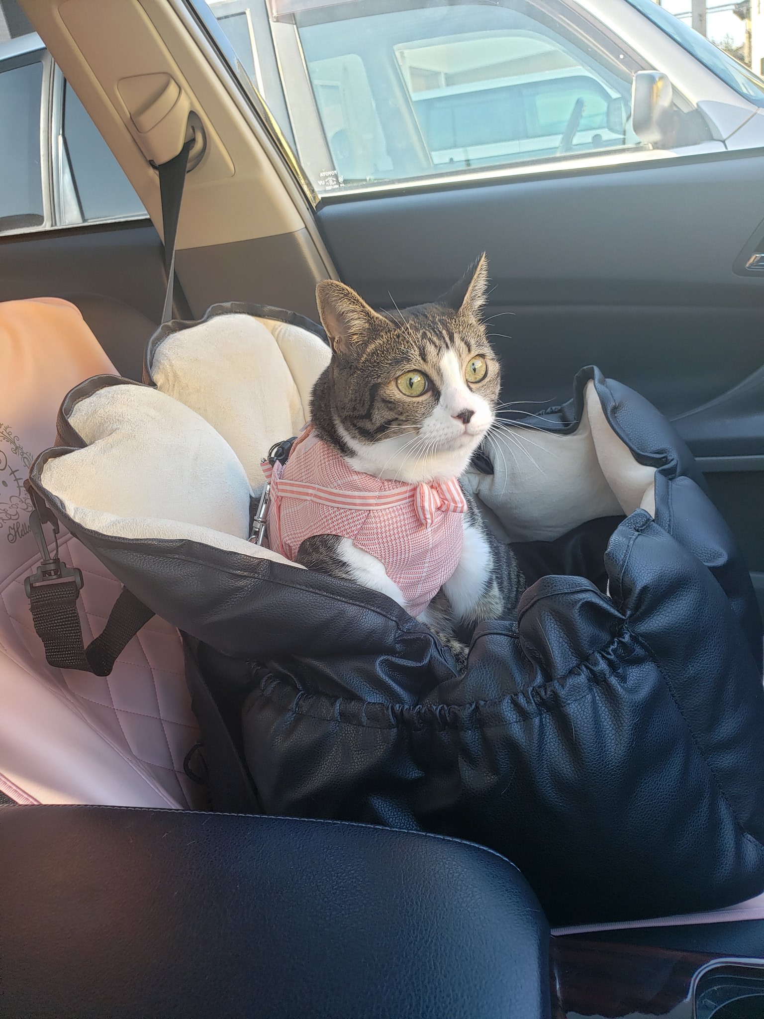 猫ドライブ Twitter Search Twitter