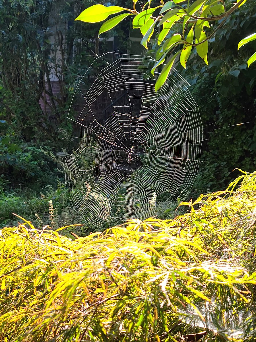 andronicusII's tweet image. A spider is busy on a sunny #Portland afternoon