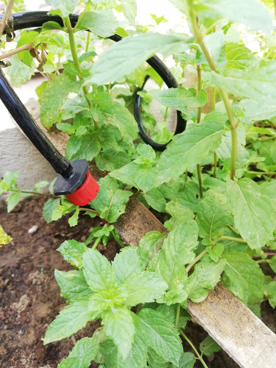 Guess what?  #GreenThumb  #Gardening  #ContainerGardening