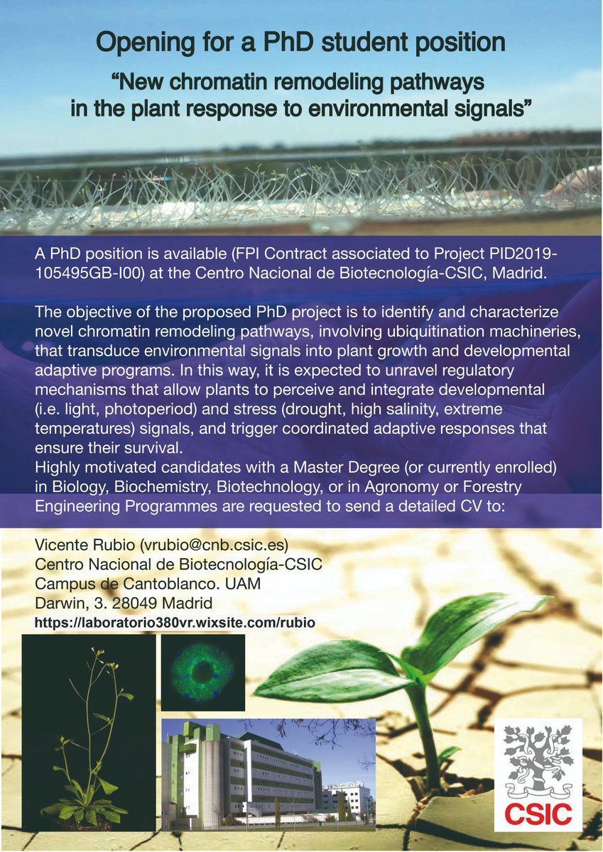 VicenteRubioSci's tweet photo. Interested in carrying out a PhD in plant ubiquitination, chromatin remodelling and environmental signalling at the @CNB_CSIC? Then, contact me asap. Call closes October 27th! https://t.co/KFsduqgk6P
