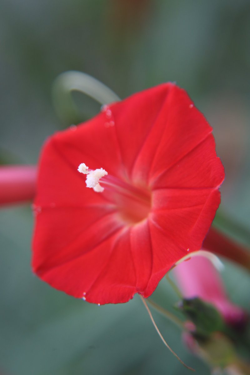 gontanokoneroku's tweet photo. Cypress vine 😳 https://t.co/IPCi7nnNKR