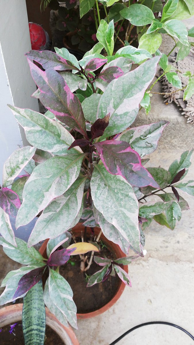 These variegated green and purple Caricature-plant are great addition. Adds that color to the mix.  #GreenThumb  #Gardening  #ContainerGardening