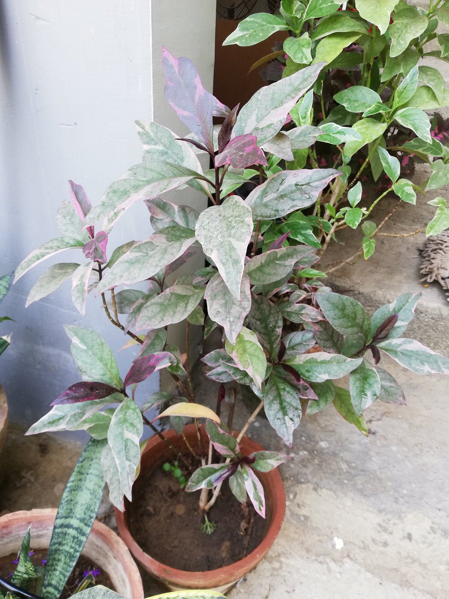 These variegated green and purple Caricature-plant are great addition. Adds that color to the mix.  #GreenThumb  #Gardening  #ContainerGardening