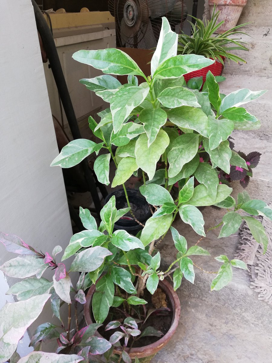 These variegated green and purple Caricature-plant are great addition. Adds that color to the mix.  #GreenThumb  #Gardening  #ContainerGardening