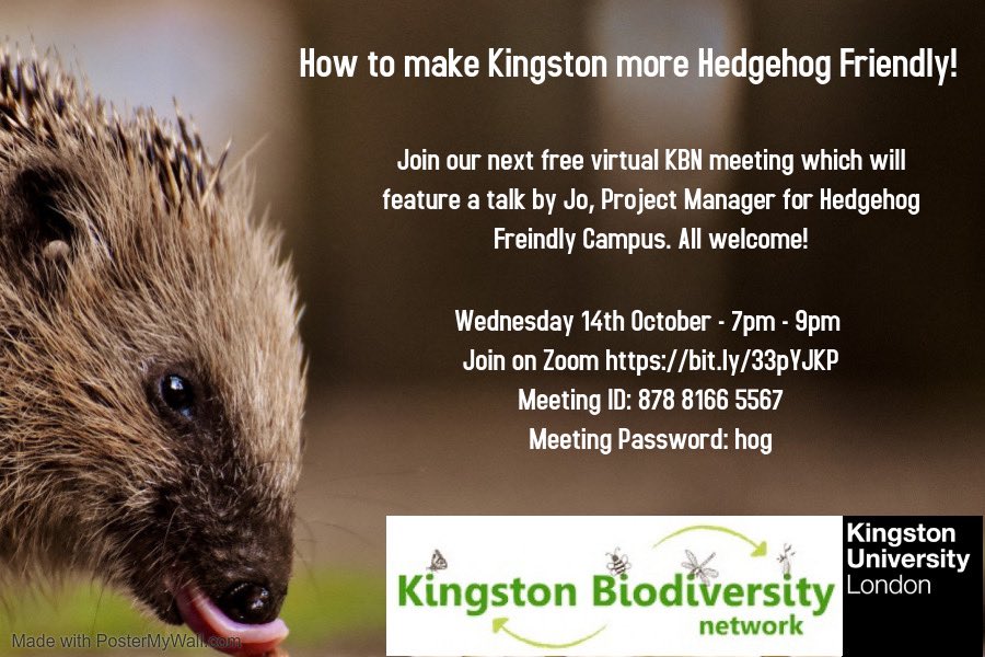 Our next KBN meeting is next Wed 14th Oct 7pm. How can we make Kingston more Hedgehog Friendly? Join on zoom bit.ly/33pYJKP or on the FB group! <a href="/HogFriendly/">Hedgehog Friendly Campus</a>