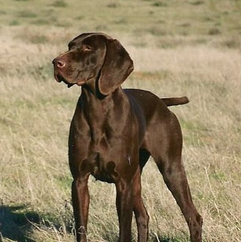 *MISSING DOG*
My Das dog Orla has done a runner in South Belfast (could be further by now)
She's a brown GSP  (photo below is identical)
If anyone knows anything let me know because he's in bits 💔
Cheers xoxox