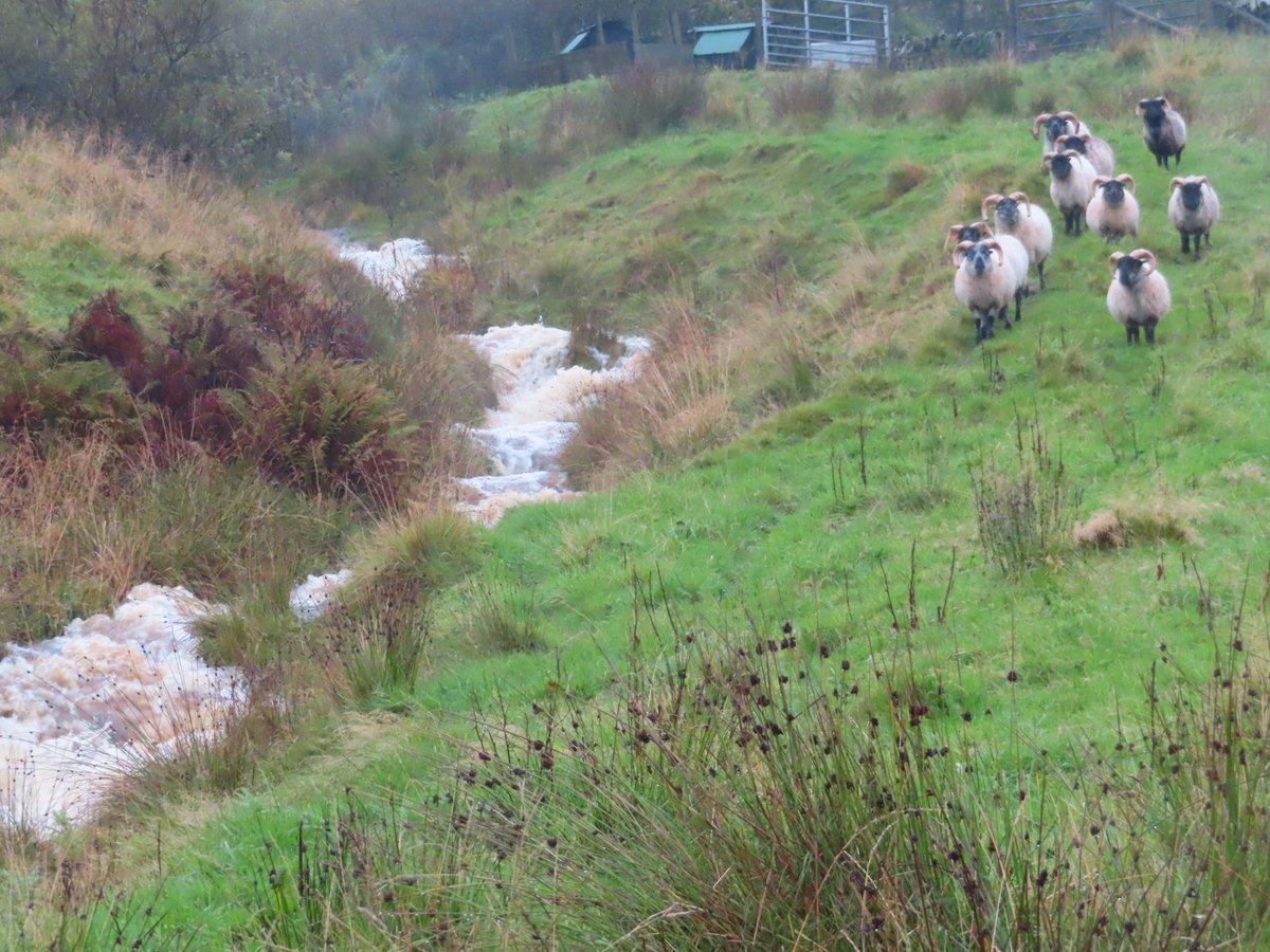 We had a LOT of rain over the weekend. Duck ponds & burns overflowed, had to put sandbags out to prevent a neighbour flooding.Flooded areas on fields - photo of a field adjacent to the farmI moved the sheep out of this field for their safety as bridge was nearly overtopped