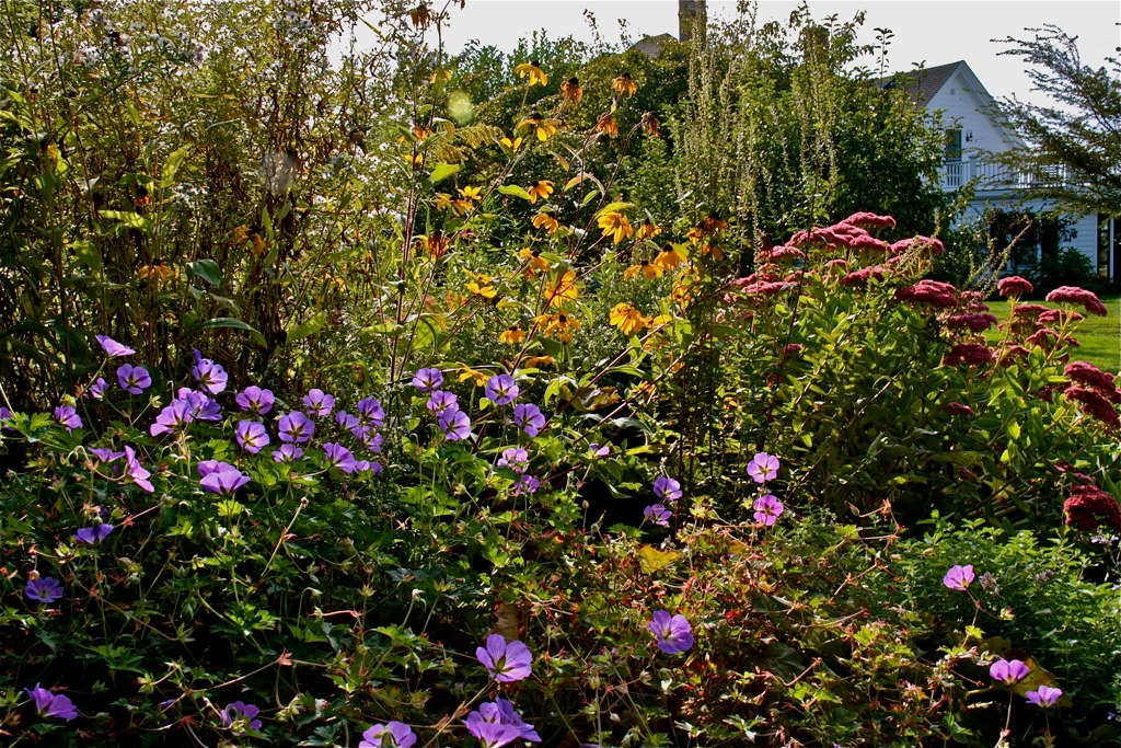 Plant_Alert's tweet image. With gardens preparing to rest over #winter, we want to know which plants in UK #gardens have been troublesome to control or perhaps spread to places you are happy to keep them. plantalert.org Help us understand #plants #escaping gardens.#CitizenScience #gardening