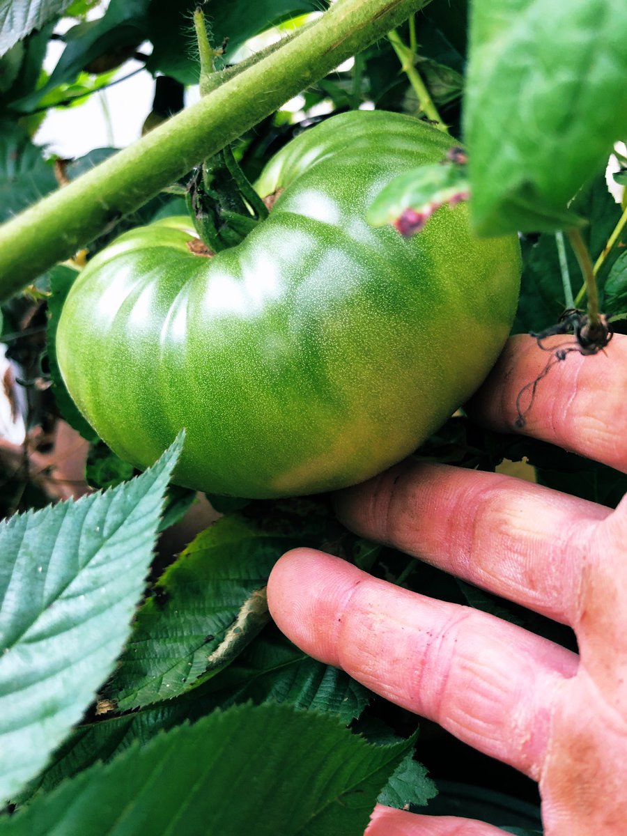 TealSeptember's tweet photo. #HotPepper and #Tomato plants in our #Greenhouse. #Fall2020 #Veggies #GrowyourOwn #Homegrown #Homegardening #Containergrowing #Vegetables #Garden #Gardening #Backyardgrowing https://t.co/Pd3uwBjm2F