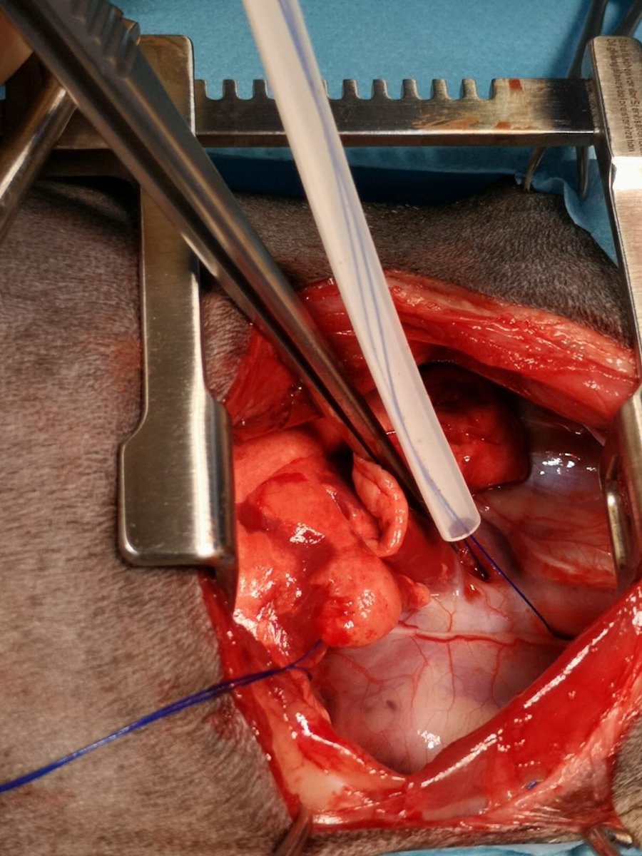 RobAdamsVet's tweet image. Surgery starts by stopping blood flow into the heart by temporarily tying off the vessels flowing in to it. Once we do this though we only have 4 minutes to complete the operation and restart Coco’s heart 💓- this really is operating under pressure! #coco #heartsurgery