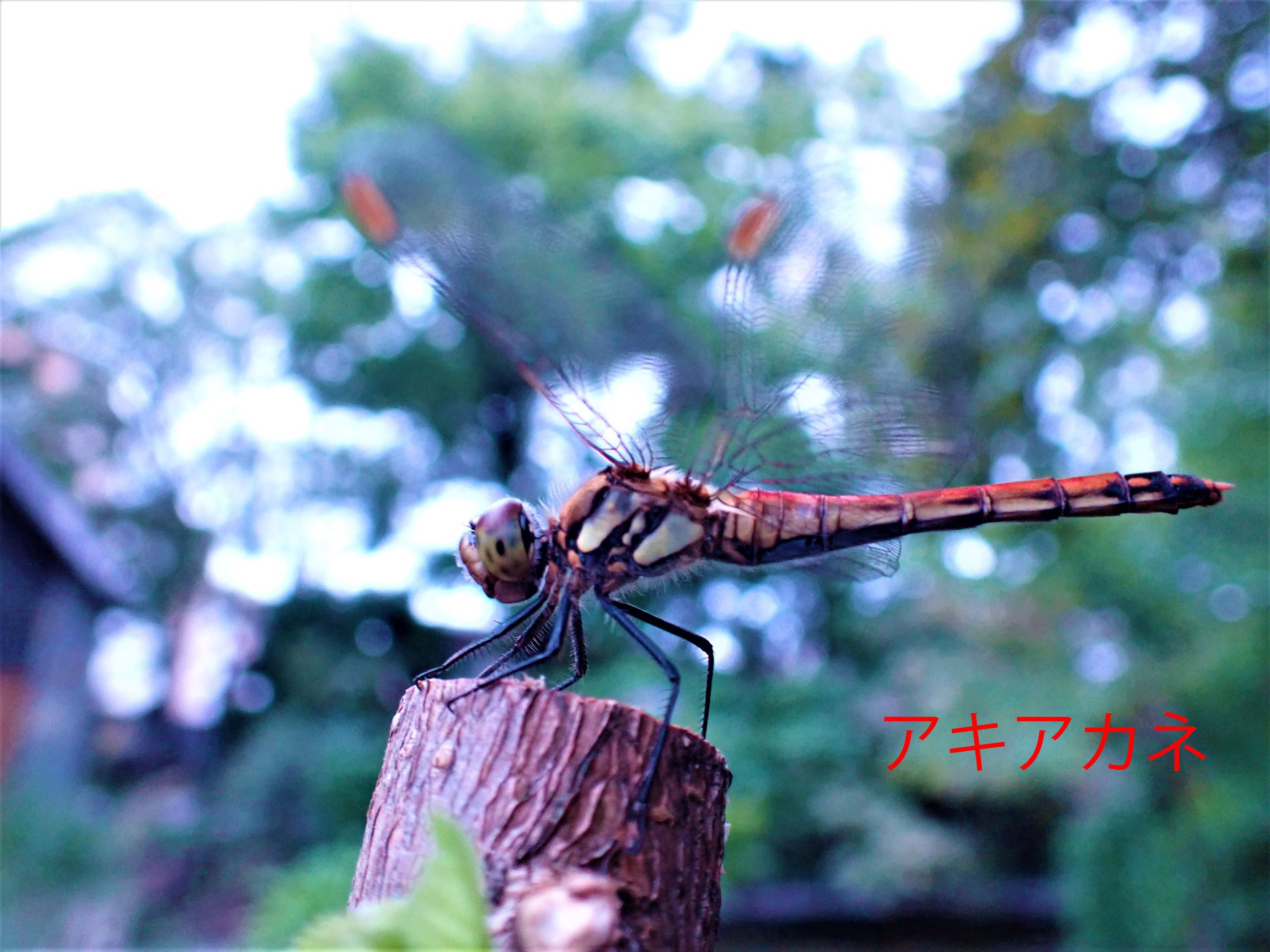 足立区生物園 秋が始まり 赤とんぼでお馴染みのトンボが生物園の庭園でも確認できるようになりました ナツアカネやアキアカネ コノシメトンボが自分の好きなところに止まって羽休めをしているところが観察できます 足立区 生物園 トンボ