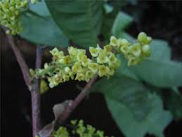 arbolespe's tweet photo. 657 #Cuajo (Iryanthera lancifolia) F Myristicaceae #Sangrito
Árbol mediano con nervios foliares terciarios anastomosados. Semilla monocroma. Arilo apicalmente laciniado. Pelos en las ramas jóvenes. Árbol amazónico. Propiedades medicinales. https://t.co/cTZKbvA1Lo