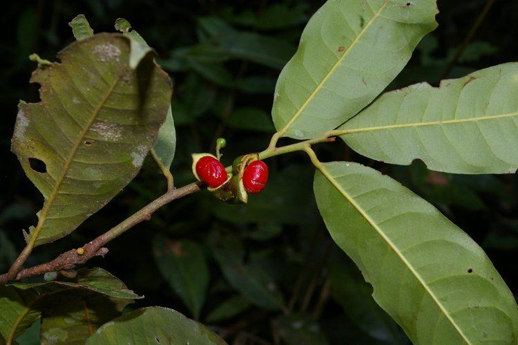 arbolespe's tweet photo. 657 #Cuajo (Iryanthera lancifolia) F Myristicaceae #Sangrito
Árbol mediano con nervios foliares terciarios anastomosados. Semilla monocroma. Arilo apicalmente laciniado. Pelos en las ramas jóvenes. Árbol amazónico. Propiedades medicinales. https://t.co/cTZKbvA1Lo
