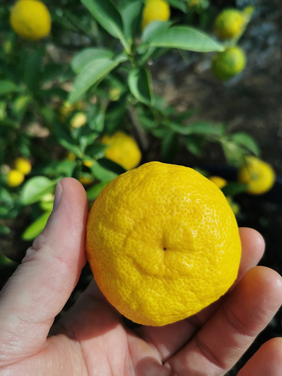 ConserveAnatra's tweet photo. Les agrumes c'est la vie !!!
Récolte du jour
#lesagrumescestlavie #yuzu #citroncaviar #cedrat #corse #anatraconserveriemoderne #furiani https://t.co/kT3SWsU4pX