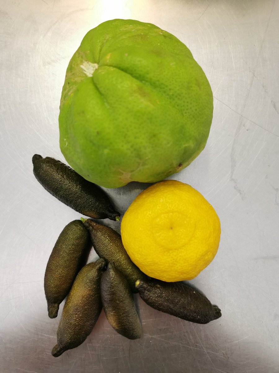 ConserveAnatra's tweet photo. Les agrumes c'est la vie !!!
Récolte du jour
#lesagrumescestlavie #yuzu #citroncaviar #cedrat #corse #anatraconserveriemoderne #furiani https://t.co/kT3SWsU4pX