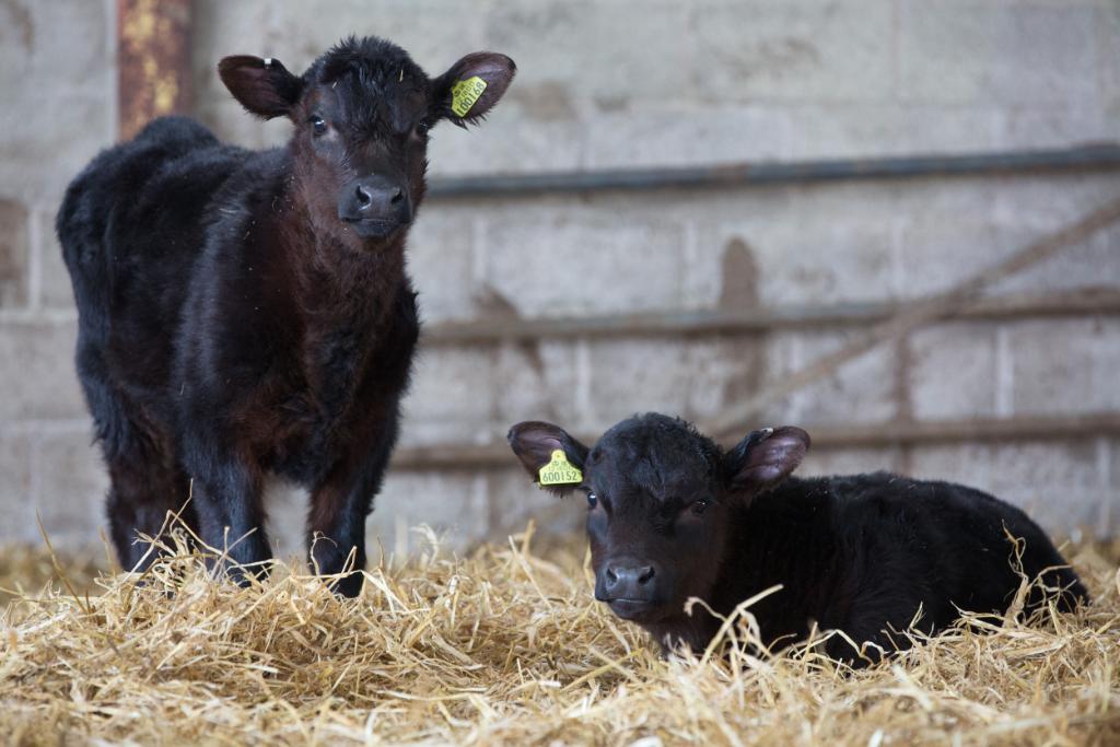 ElancoLivestock's tweet photo. Remember #coccidiosis can cause reduced growth rates before calves show any signs of scour. Speak to your vet about parasite testing if youβre concerned about calf performance #CocciControl #TeamBeef https://t.co/e9H4Rsxtvd
