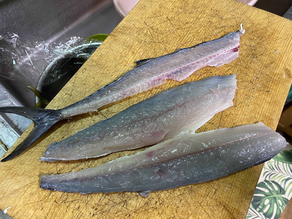 刄田綴色 渓流魚みたいにサゴシには血合いがあるので注意 三枚おろし 下手 言い訳だけど スズキ目の魚 スズキはもちろんタイとかと違って 中骨がヒレに繋がってないから難しいんです でも骨煎餅にすればおっけー 活〆したアジ笑 捌いた感じ油が 刄田綴色 渓流魚みたいにサゴシには血合いがあるので注意 三枚おろし 下手 言い訳だけど スズキ目の魚 スズキはもちろんタイとかと違って 中骨がヒレに繋がってないから難しいんです でも骨煎餅にすればおっけー 活〆したアジ笑 捌いた感じ油が