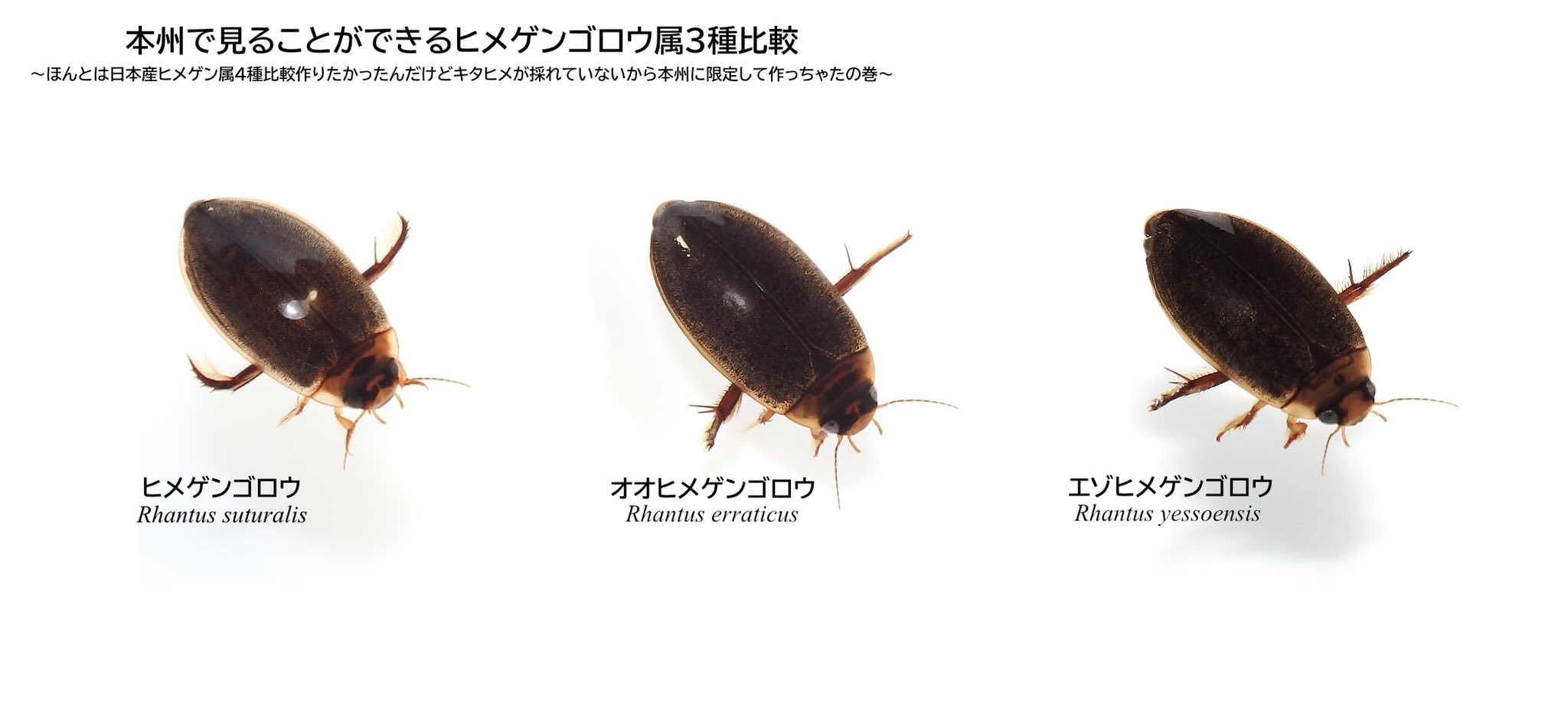 エゾヒラタヒメゲンゴロウ　カラフトマルガタゲンゴロウ エゾヒラタヒメゲンゴロウ