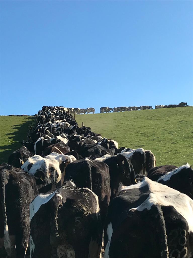 farmingjobs's tweet photo. A sea of Cows
can you guess how many?
.
.
.
#freshmilk #breakfasttime #FarmSolutions #lookingforstaff #blueskys #wexford #sunnysouthwest https://t.co/yejbygj3rJ
