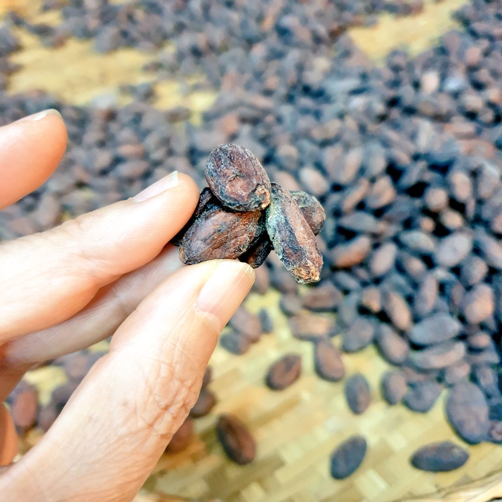 Clump of beans. Fermentation will be uneven. Hence, it gets sorted out. This is a cacao bean representation of Trump's mangled brain. We can sort him out in November. #VoteHimOut