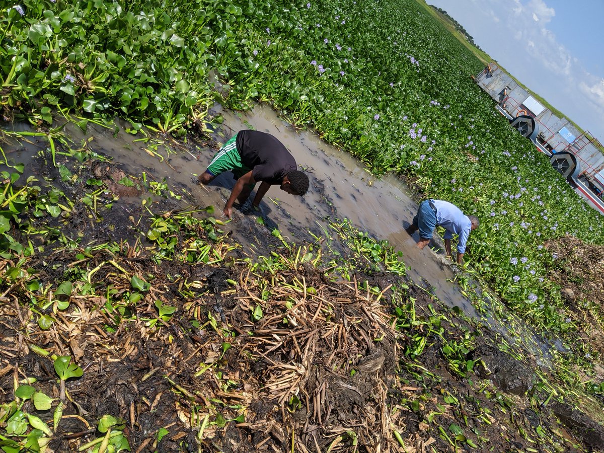 EthioAgrinet's tweet photo. #Visit and removal of #EnboCh/ Water hyacinth at lake Tana. 
As we all know, Lake Tana is critically infested with water hyacinth (EnboCh) and it's putting the aquatic biodiversity at extreme risk. 
 #Agroecology4food
#Agroecologysummit
#BDU
#EiTEX-BDU https://t.co/IF6gEeErja