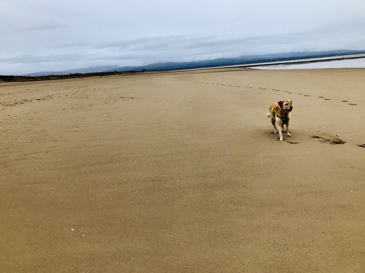 oscar_travels's tweet photo. Thinking back to the weekend and Llanddwyn Island beaches. #dog #dogsofinstagram #caravaningwithdogs #doglife #doglovers #anxiousdogsofinstagram #dogoutside #dogstagram #roadtripdogs #campingdogslife #reactivedog #reactivedogsunite #reactivedogsofinstagram #travel https://t.co/0uIFqC3hLc