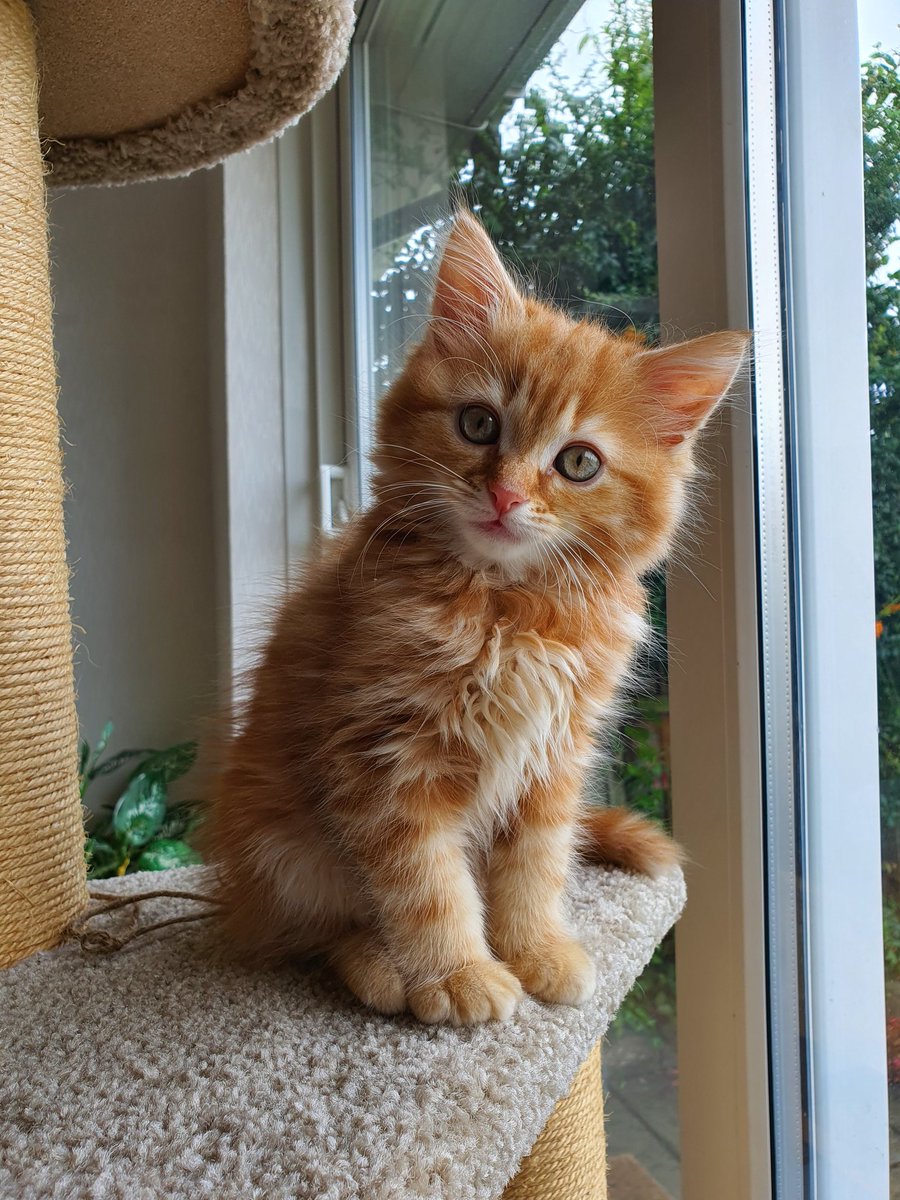 JinxJen123's tweet image. This is Oscar. He is 11 weeks old. @thismorning