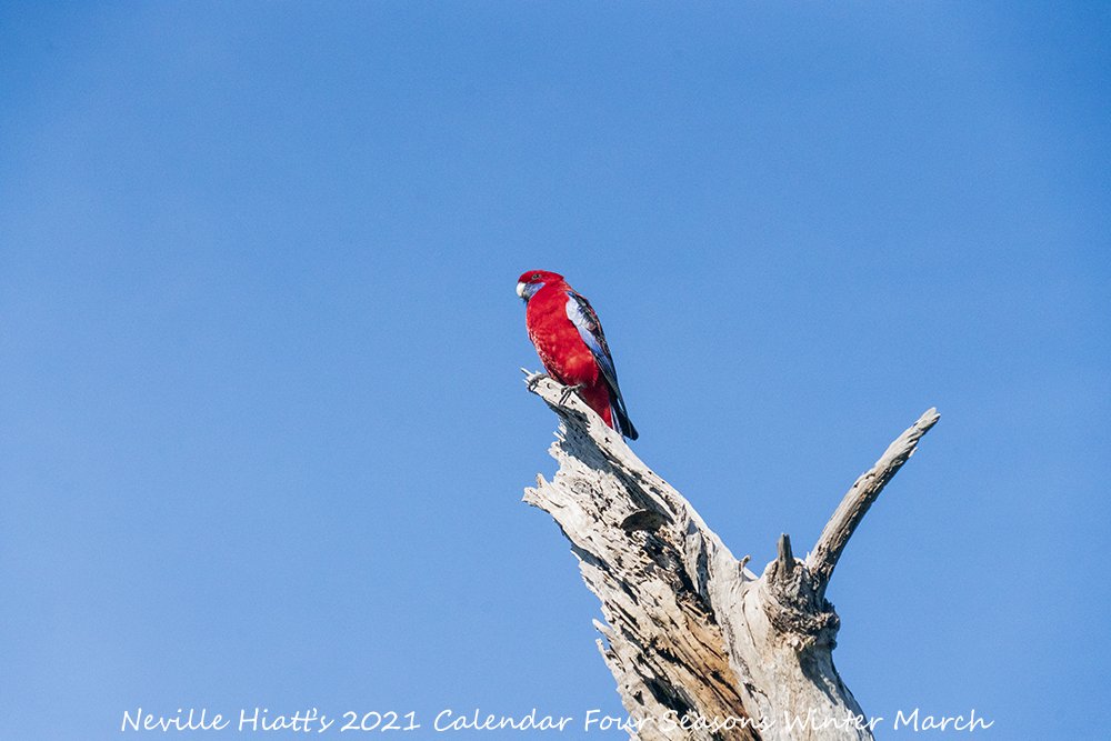 Here's your first look at my Limited Edition 2021 A4 Calendar Four Seasons #Winter Only while stock last #BirdLife #AustralianFauna #AussieAnimals #AustralianWildlife #AustralianPhotographer #Islandlife #VisitGippsland #GippslandLakes #SupportLocalArt #BuyLocalArt #Photo #BlueSky https://t.co/Cw0CCZ3F3o