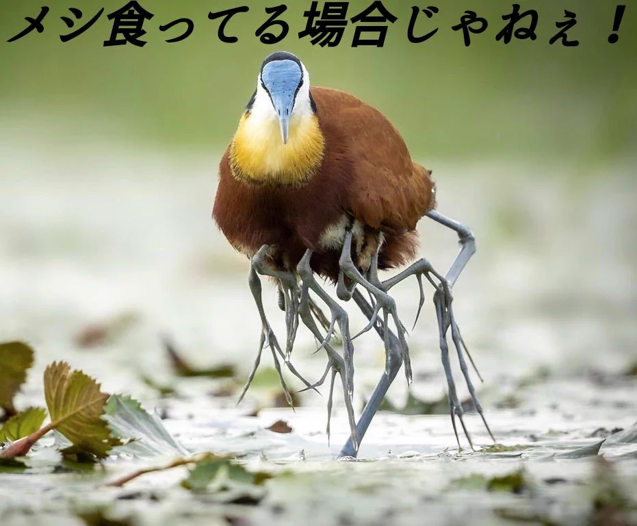 @roaneatan ではこちらを 